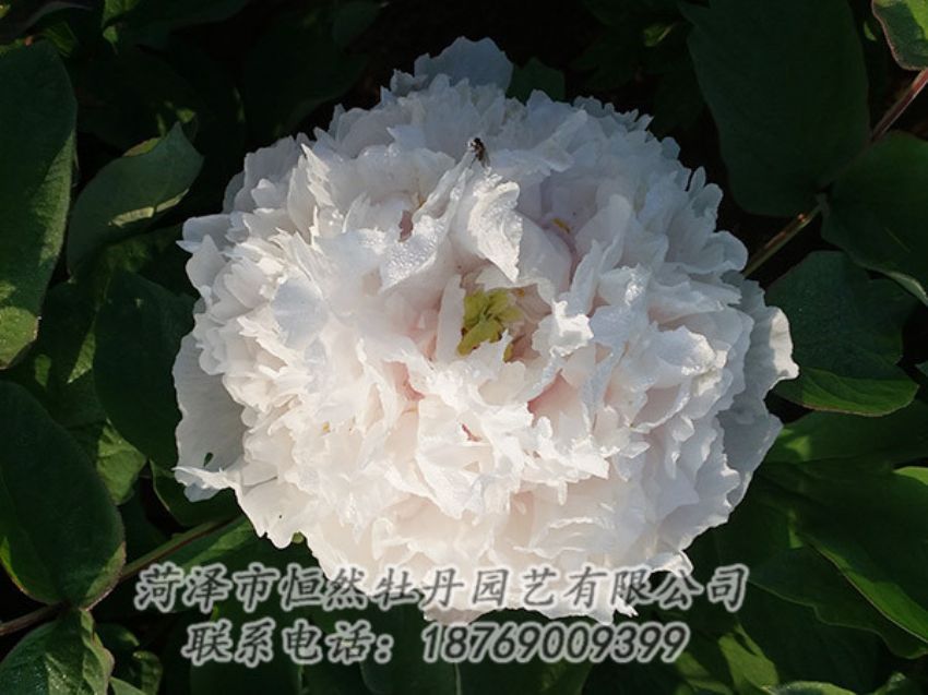 點(diǎn)擊查看詳細(xì)信息<br>標(biāo)題：白色牡丹 閱讀次數(shù)：1259