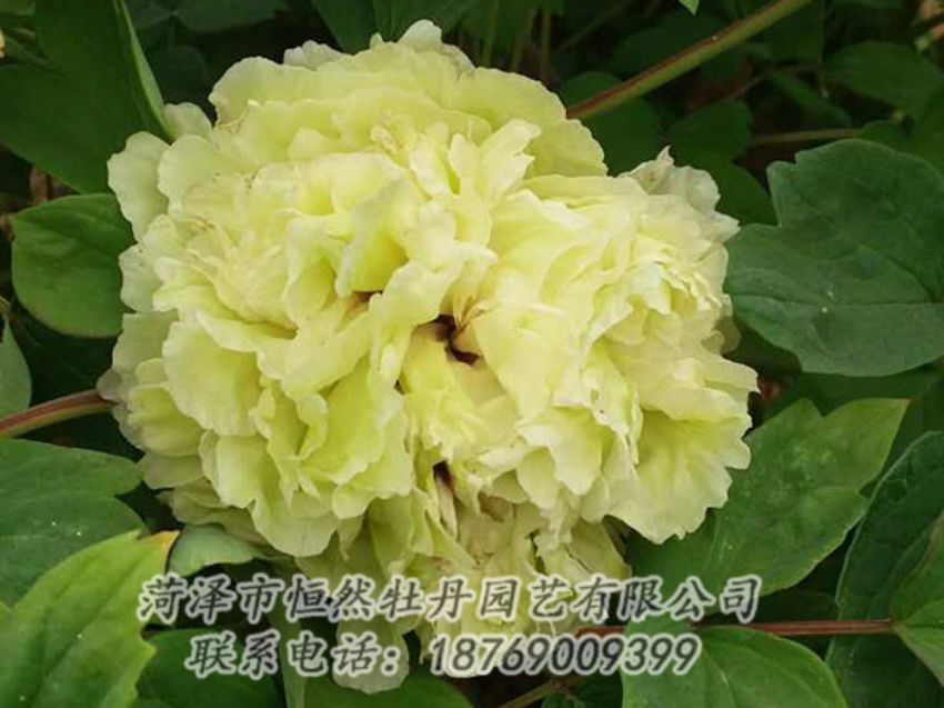 點擊查看詳細(xì)信息<br>標(biāo)題：綠色 閱讀次數(shù)：1122