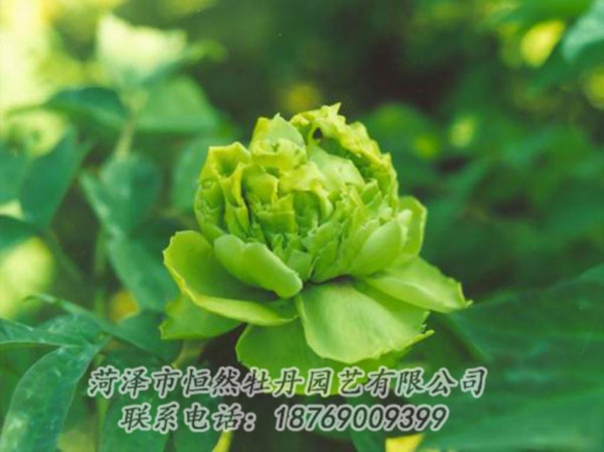 點擊查看詳細(xì)信息<br>標(biāo)題：綠色牡丹 閱讀次數(shù)：1273