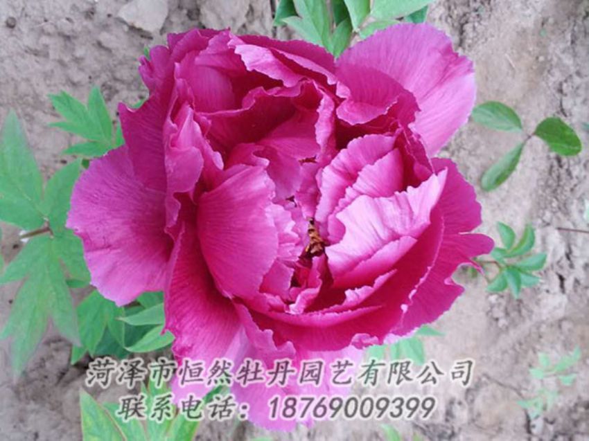 點(diǎn)擊查看詳細(xì)信息<br>標(biāo)題：紫色牡丹 閱讀次數(shù)：1095