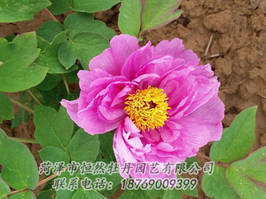 點(diǎn)擊查看詳細(xì)信息<br>標(biāo)題：紫色牡丹 閱讀次數(shù)：1216