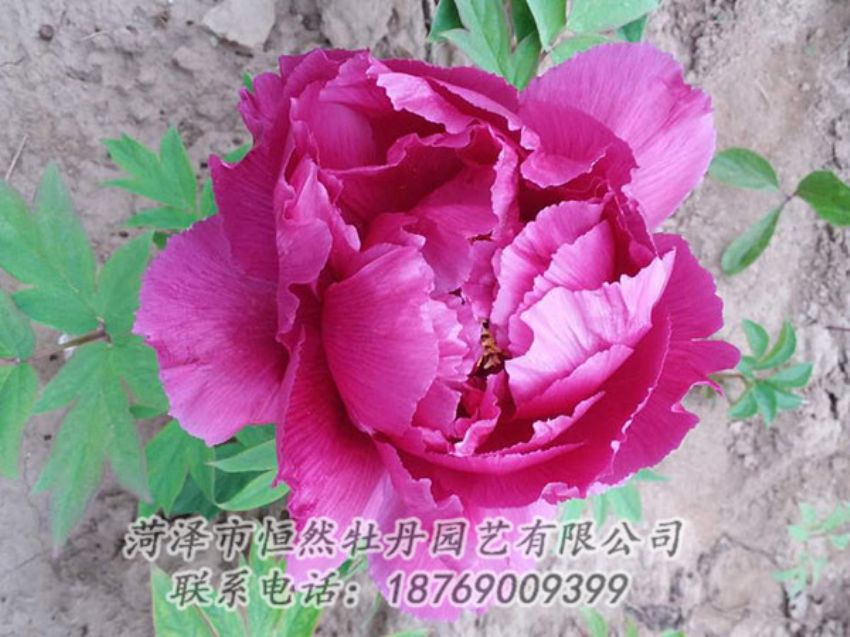 點(diǎn)擊查看詳細(xì)信息<br>標(biāo)題：紫色牡丹 閱讀次數(shù)：1195