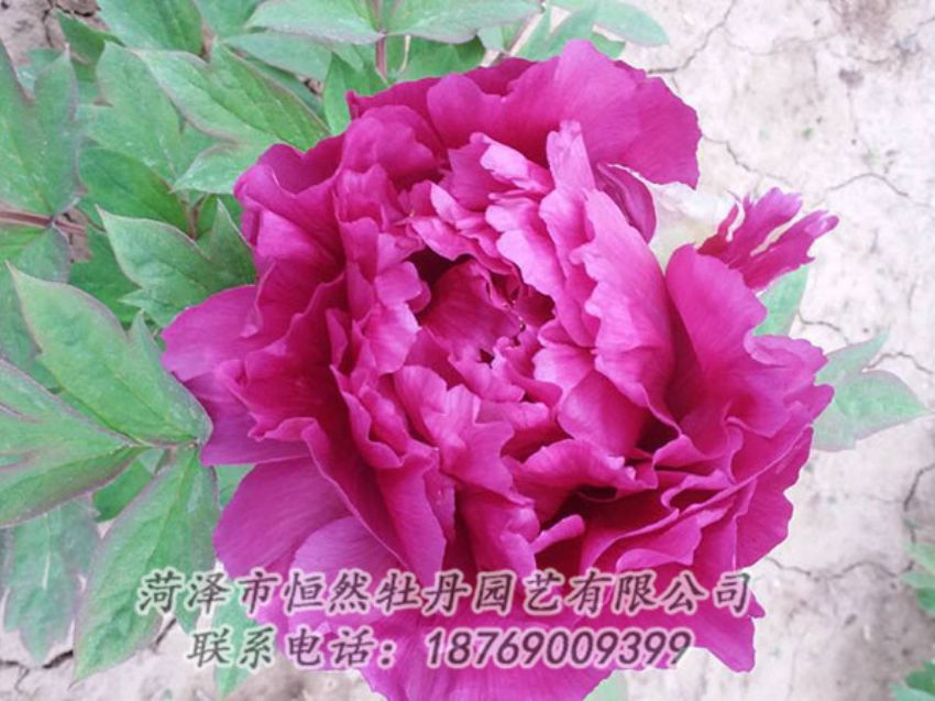 點(diǎn)擊查看詳細(xì)信息<br>標(biāo)題：紫色牡丹 閱讀次數(shù)：1335
