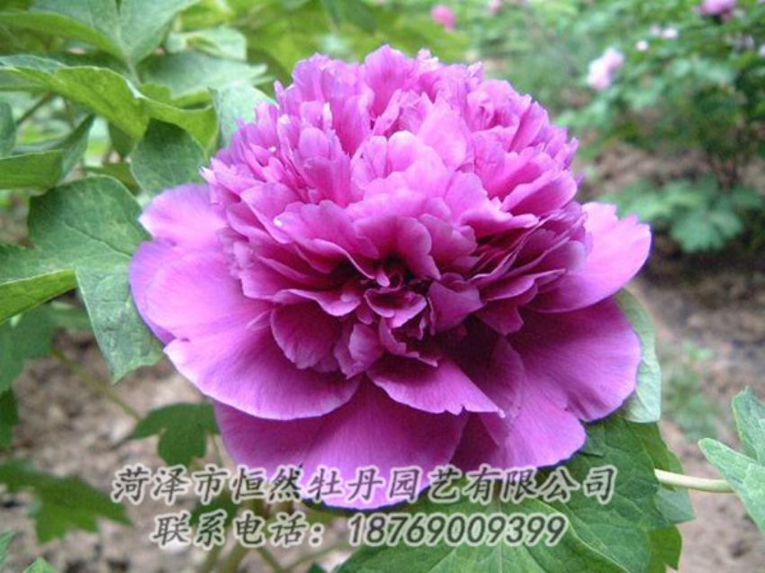 點(diǎn)擊查看詳細(xì)信息<br>標(biāo)題：紫色牡丹 閱讀次數(shù)：1369