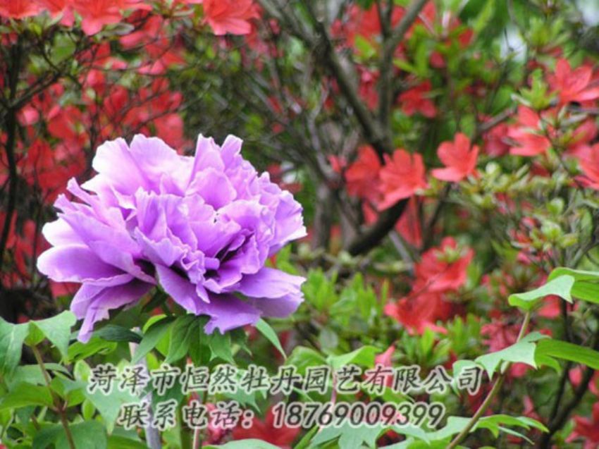 點(diǎn)擊查看詳細(xì)信息<br>標(biāo)題：紫色牡丹 閱讀次數(shù)：1986