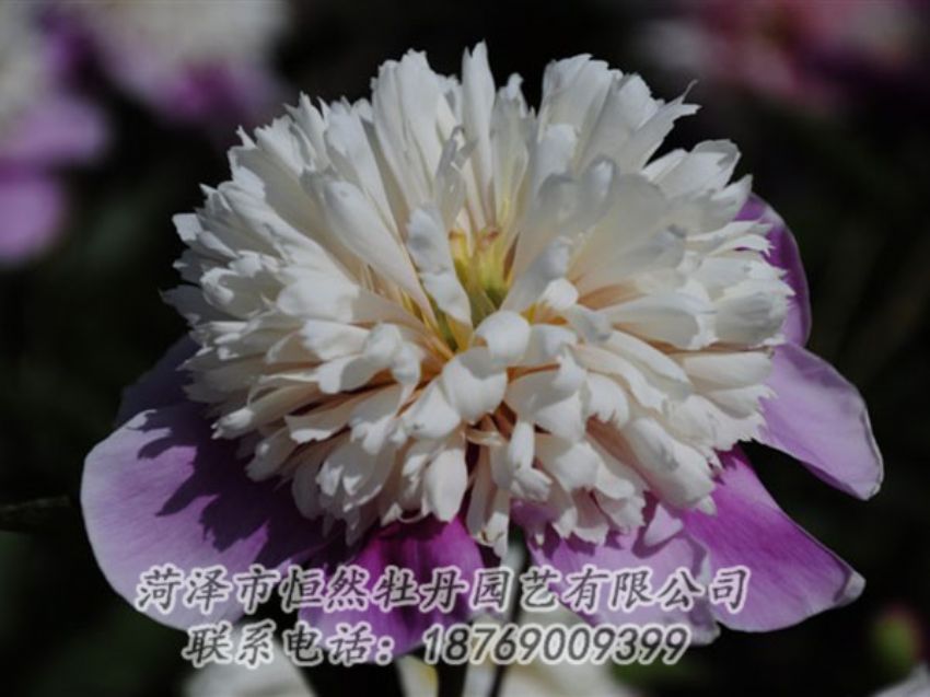 點(diǎn)擊查看詳細(xì)信息<br>標(biāo)題：復(fù)色芍藥 閱讀次數(shù)：1297