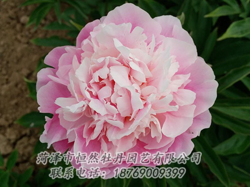 點(diǎn)擊查看詳細(xì)信息<br>標(biāo)題：粉色牡丹 閱讀次數(shù)：2006
