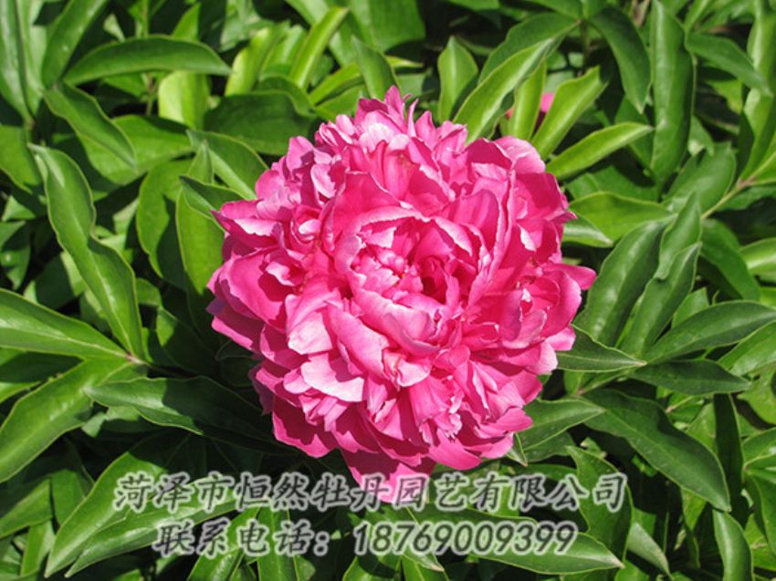 點(diǎn)擊查看詳細(xì)信息<br>標(biāo)題：紅色芍藥 閱讀次數(shù)：1219