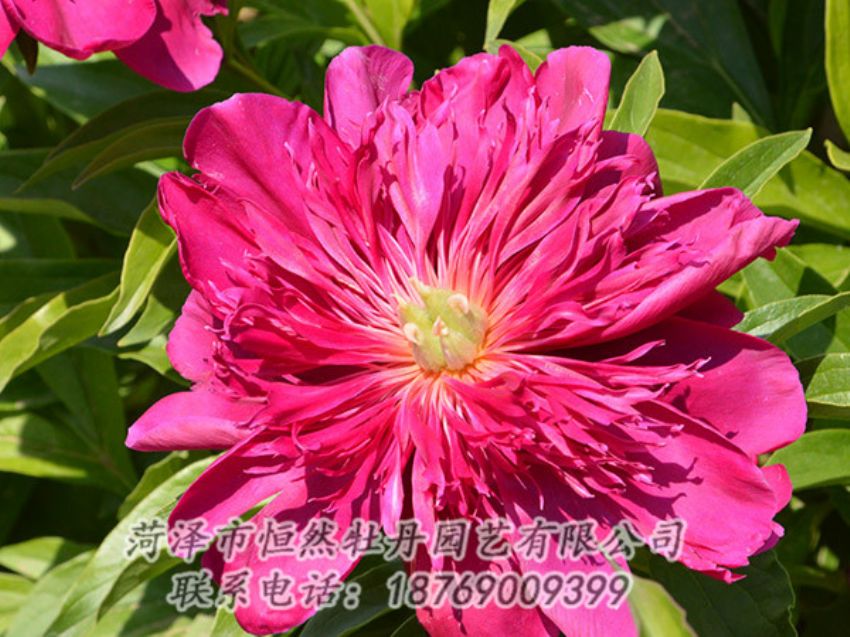 點(diǎn)擊查看詳細(xì)信息<br>標(biāo)題：紅色芍藥 閱讀次數(shù)：1175