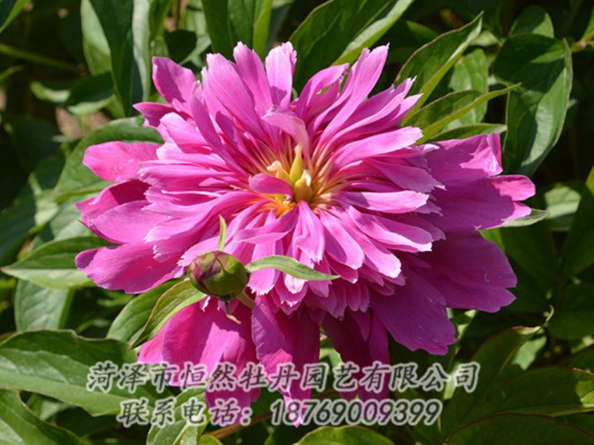 點(diǎn)擊查看詳細(xì)信息<br>標(biāo)題：紅色芍藥 閱讀次數(shù)：1204