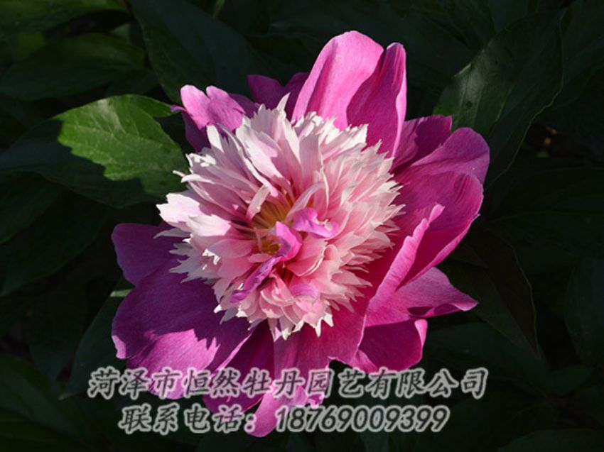 點(diǎn)擊查看詳細(xì)信息<br>標(biāo)題：紅色芍藥 閱讀次數(shù)：1295