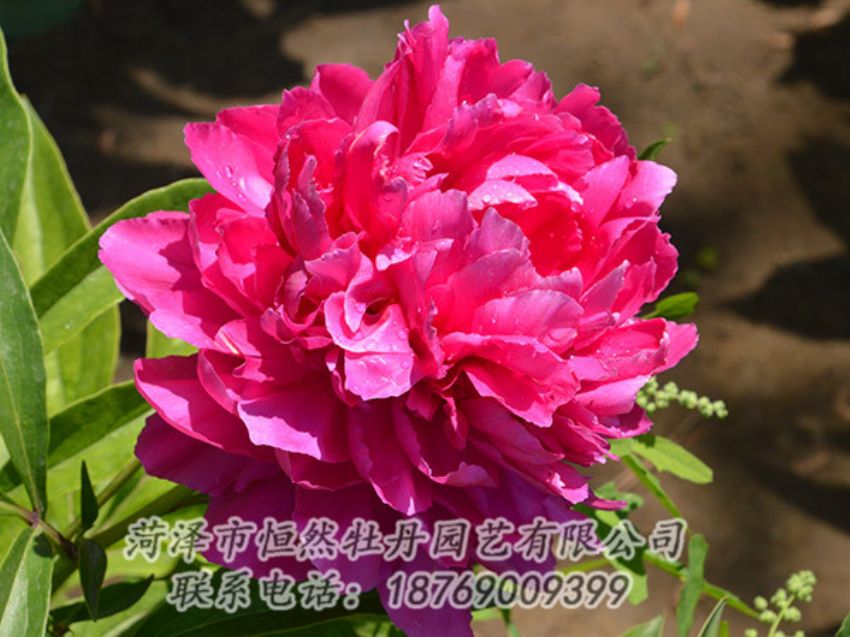 點(diǎn)擊查看詳細(xì)信息<br>標(biāo)題：紅色芍藥 閱讀次數(shù)：1181