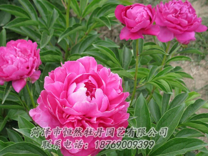 點(diǎn)擊查看詳細(xì)信息<br>標(biāo)題：紅色芍藥 閱讀次數(shù)：1200