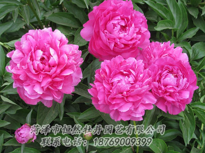 點(diǎn)擊查看詳細(xì)信息<br>標(biāo)題：紅色芍藥 閱讀次數(shù)：1221