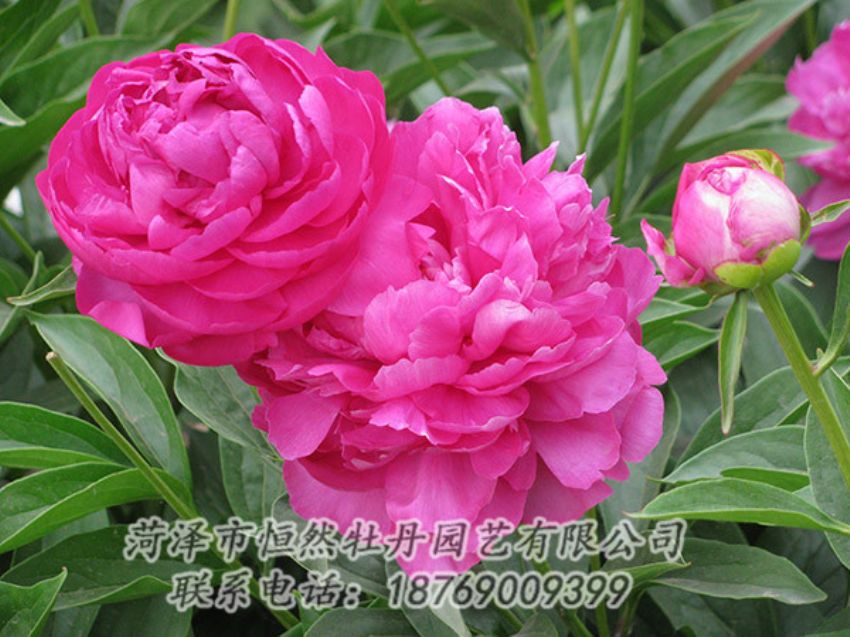 點(diǎn)擊查看詳細(xì)信息<br>標(biāo)題：紅色芍藥 閱讀次數(shù)：1219