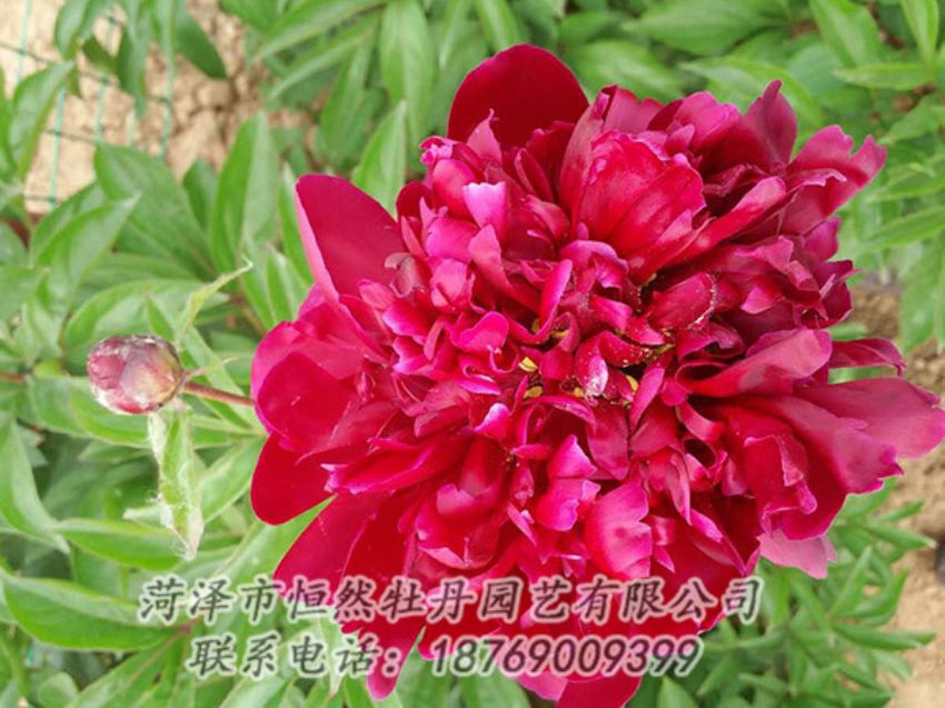點(diǎn)擊查看詳細(xì)信息<br>標(biāo)題：紅色芍藥 閱讀次數(shù)：1230