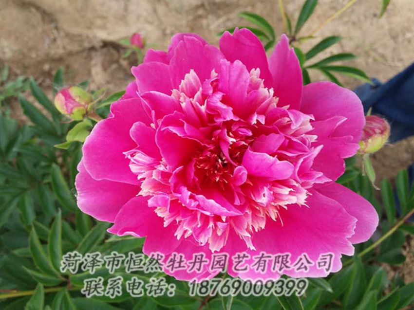 點(diǎn)擊查看詳細(xì)信息<br>標(biāo)題：紅色芍藥 閱讀次數(shù)：1254