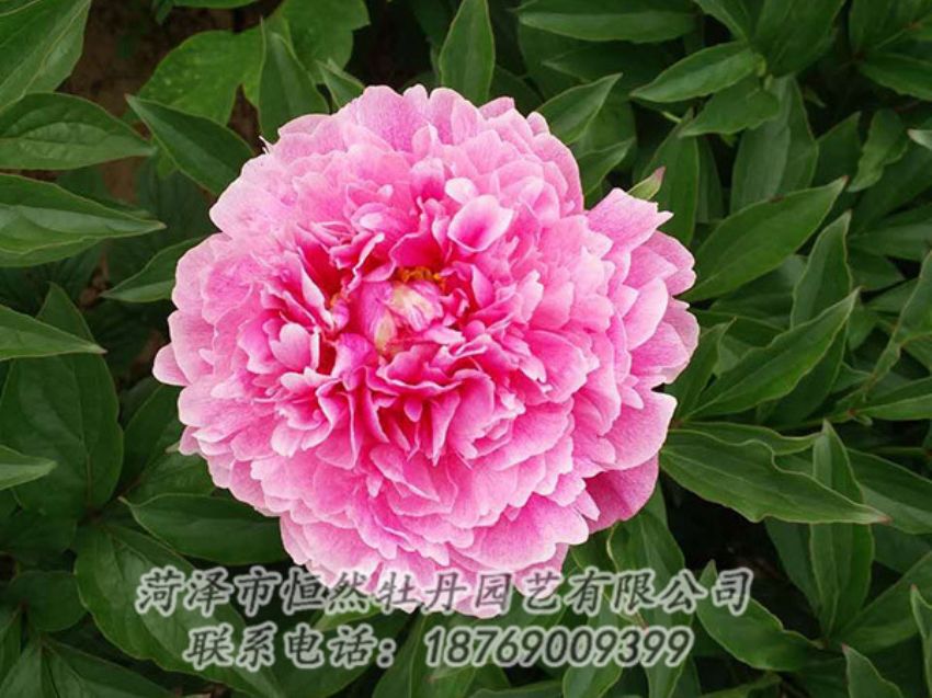 點(diǎn)擊查看詳細(xì)信息<br>標(biāo)題：紅色芍藥 閱讀次數(shù)：1260
