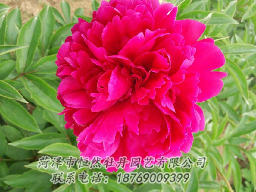 點(diǎn)擊查看詳細(xì)信息<br>標(biāo)題：紅色芍藥 閱讀次數(shù)：1302