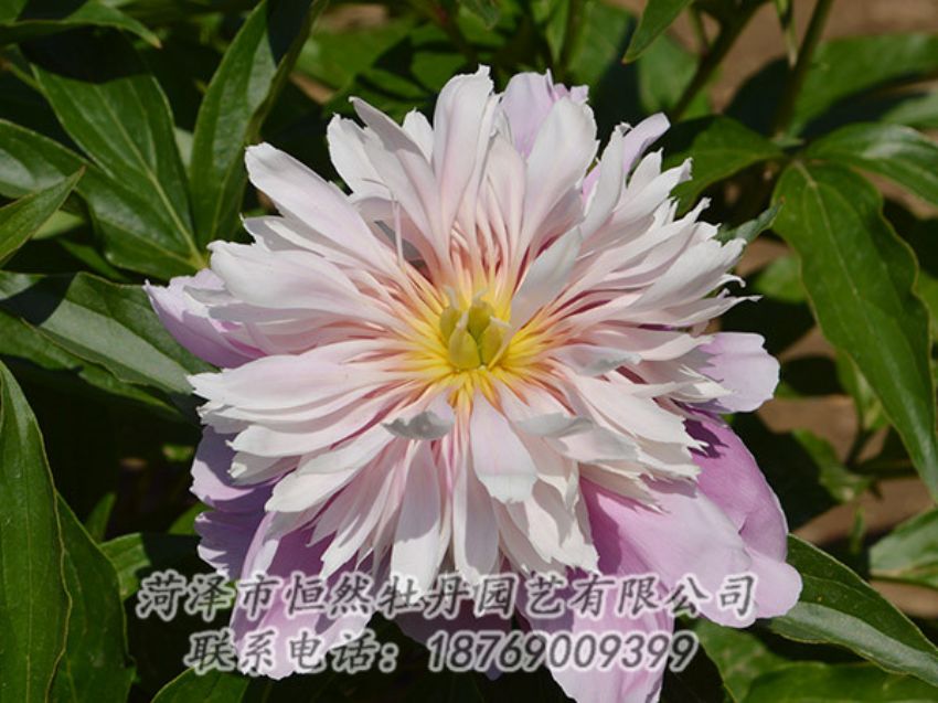 點(diǎn)擊查看詳細(xì)信息<br>標(biāo)題：粉色芍藥 閱讀次數(shù)：1362