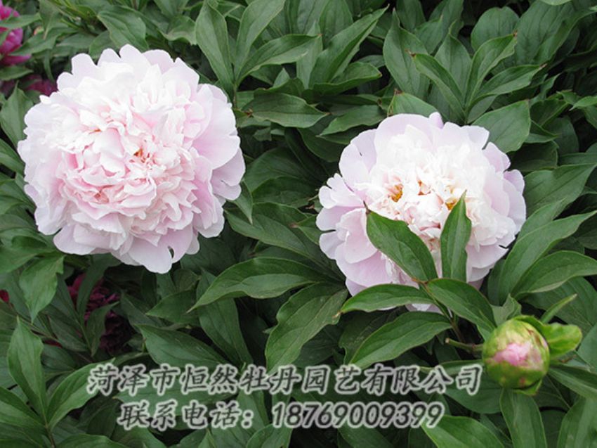 點(diǎn)擊查看詳細(xì)信息<br>標(biāo)題：粉色芍藥 閱讀次數(shù)：1256