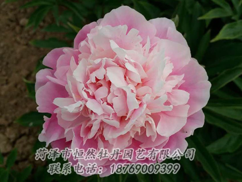 點(diǎn)擊查看詳細(xì)信息<br>標(biāo)題：粉色芍藥 閱讀次數(shù)：1479