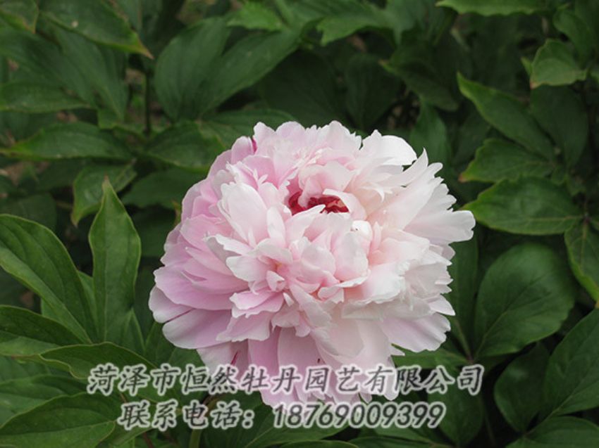 點(diǎn)擊查看詳細(xì)信息<br>標(biāo)題：粉色芍藥 閱讀次數(shù)：1199