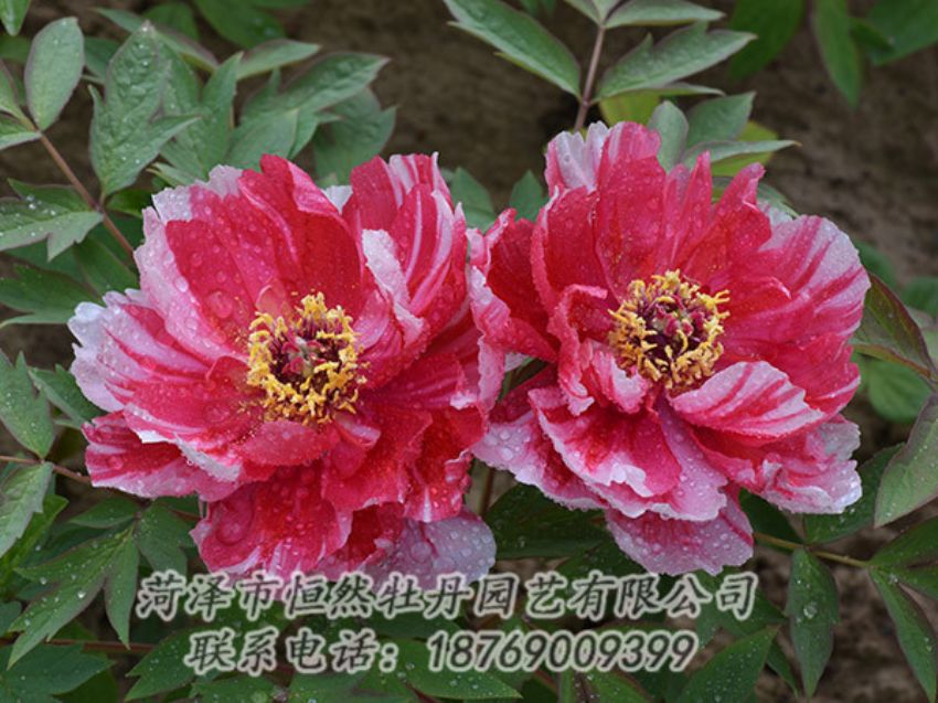 點擊查看詳細信息<br>標題：復色牡丹 閱讀次數(shù)：1295
