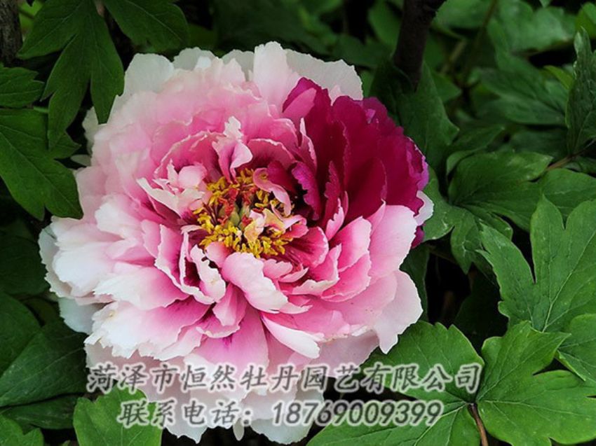 點擊查看詳細信息<br>標題：復色牡丹 閱讀次數(shù)：1315