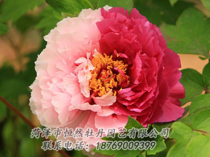 點擊查看詳細信息<br>標題：復色牡丹 閱讀次數(shù)：1383