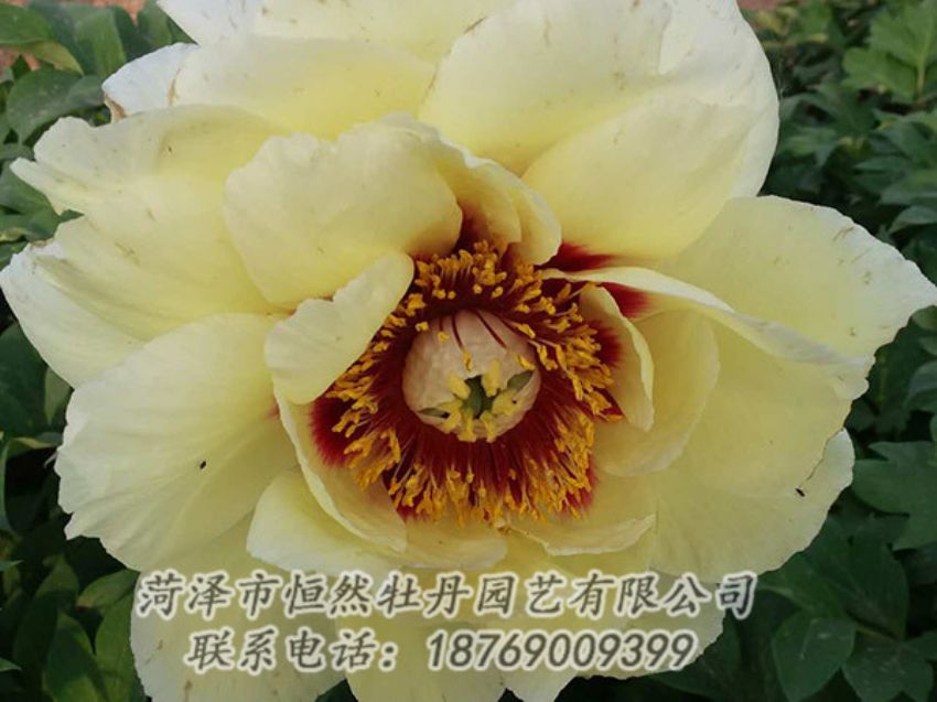 點擊查看詳細(xì)信息<br>標(biāo)題：黃色牡丹 閱讀次數(shù)：1253