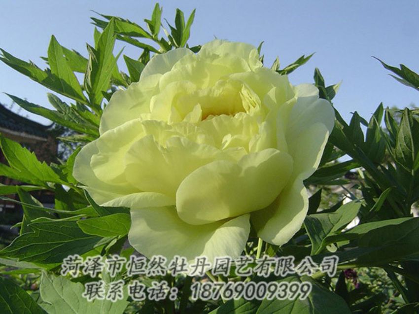 點擊查看詳細(xì)信息<br>標(biāo)題：黃色牡丹 閱讀次數(shù)：1207