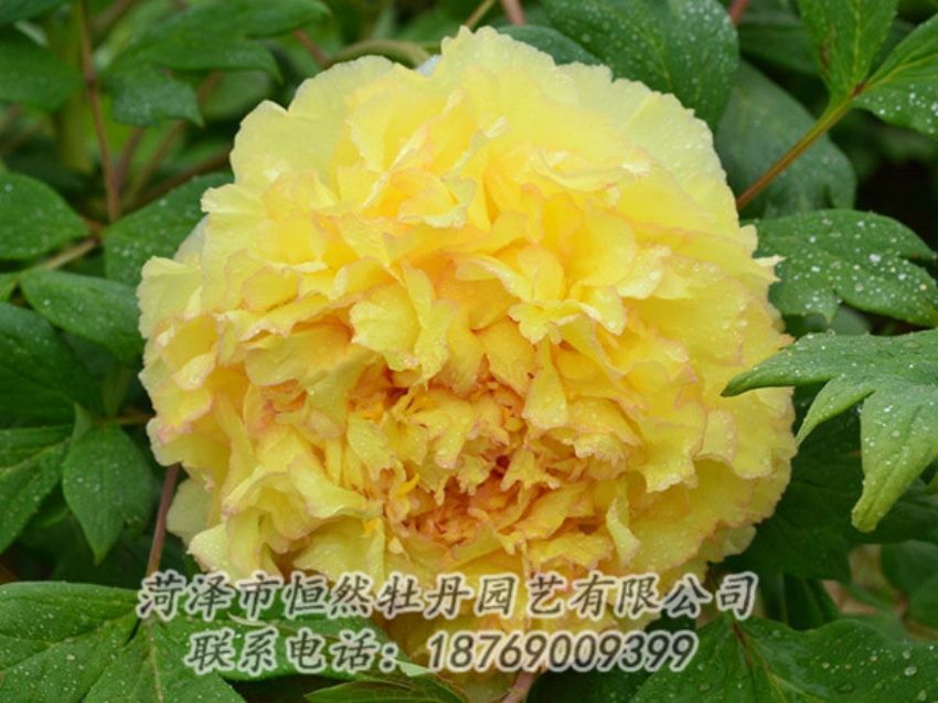 點擊查看詳細(xì)信息<br>標(biāo)題：黃色牡丹 閱讀次數(shù)：1237