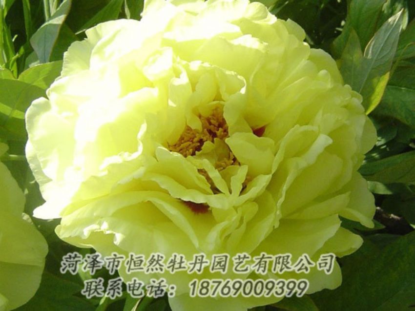 點擊查看詳細(xì)信息<br>標(biāo)題：黃色牡丹 閱讀次數(shù)：1210