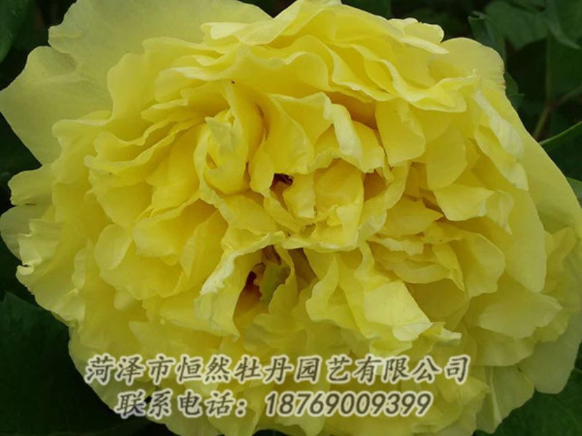 點擊查看詳細(xì)信息<br>標(biāo)題：黃色牡丹 閱讀次數(shù)：1147
