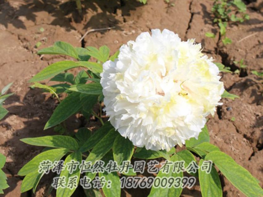 點(diǎn)擊查看詳細(xì)信息<br>標(biāo)題：白色牡丹 閱讀次數(shù)：1269