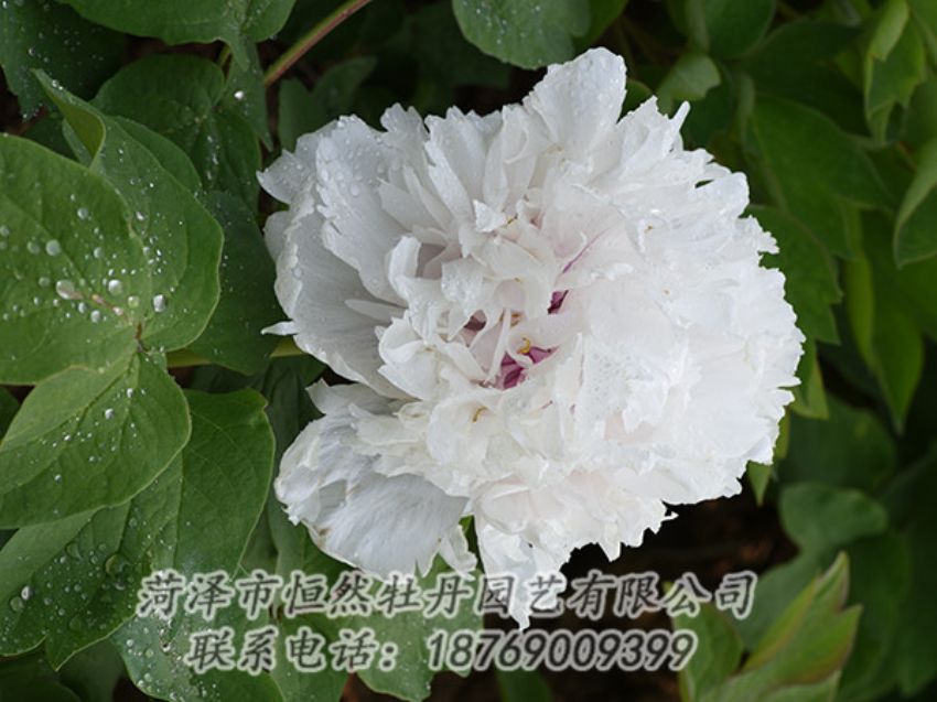 點(diǎn)擊查看詳細(xì)信息<br>標(biāo)題：白色牡丹 閱讀次數(shù)：1236