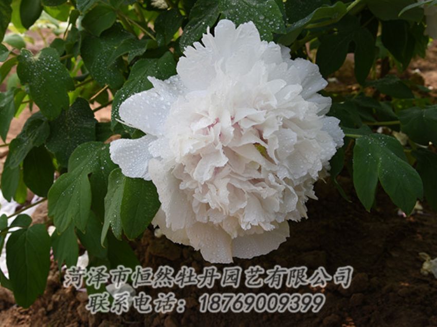點(diǎn)擊查看詳細(xì)信息<br>標(biāo)題：白色牡丹 閱讀次數(shù)：1211