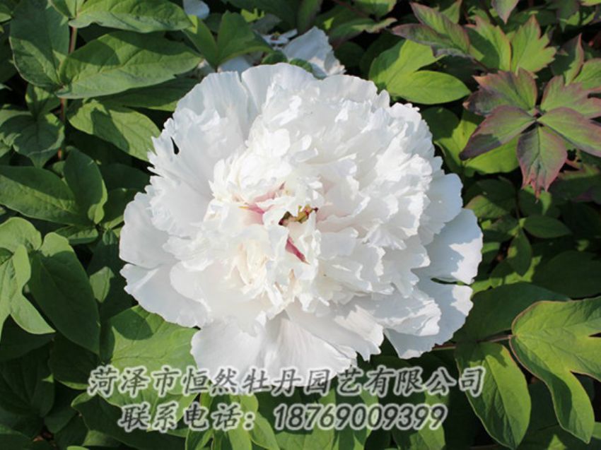 點(diǎn)擊查看詳細(xì)信息<br>標(biāo)題：白色牡丹 閱讀次數(shù)：1366