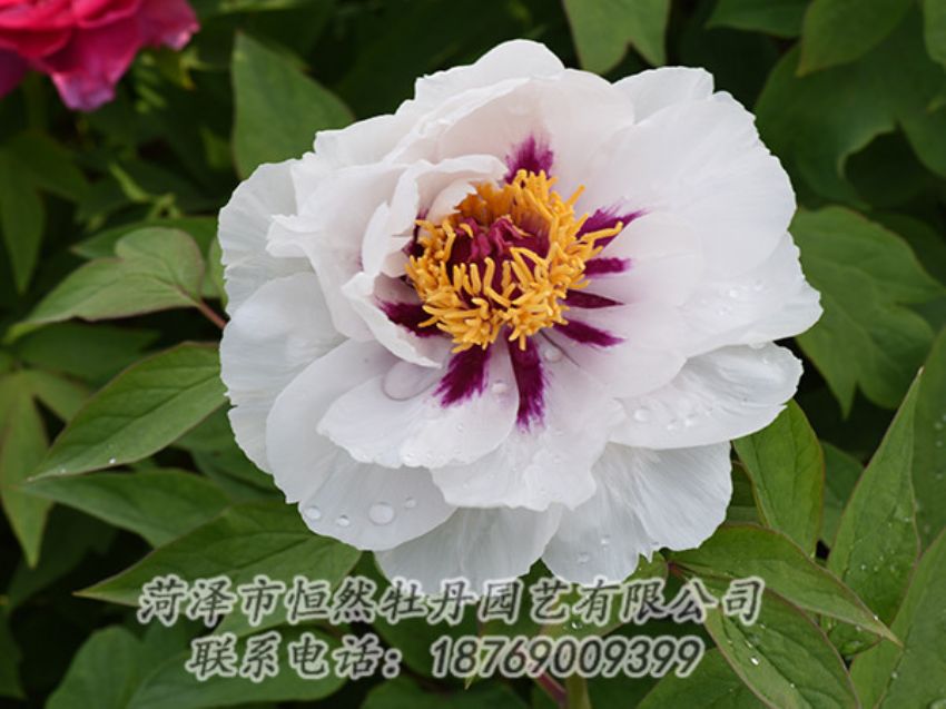 點(diǎn)擊查看詳細(xì)信息<br>標(biāo)題：白色牡丹 閱讀次數(shù)：1268