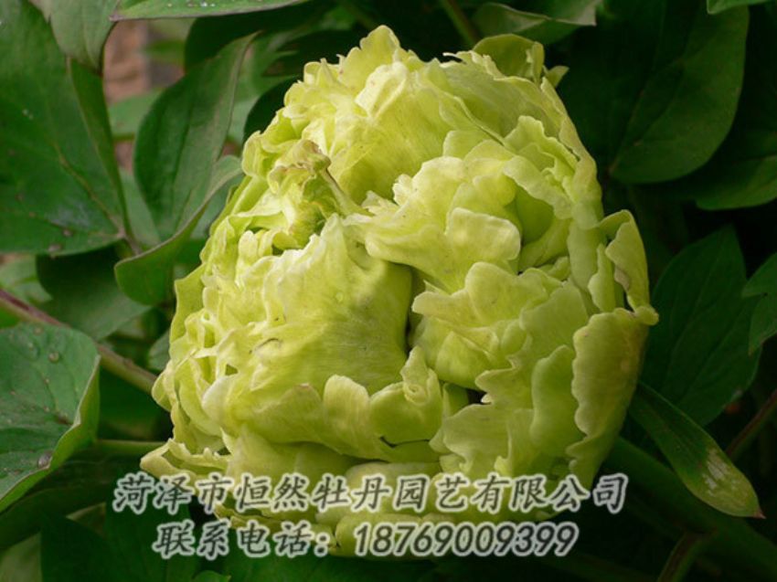 點擊查看詳細(xì)信息<br>標(biāo)題：綠色牡丹 閱讀次數(shù)：1311