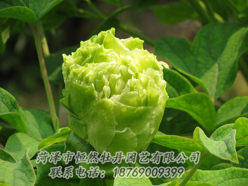 點擊查看詳細(xì)信息<br>標(biāo)題：綠色牡丹 閱讀次數(shù)：1351
