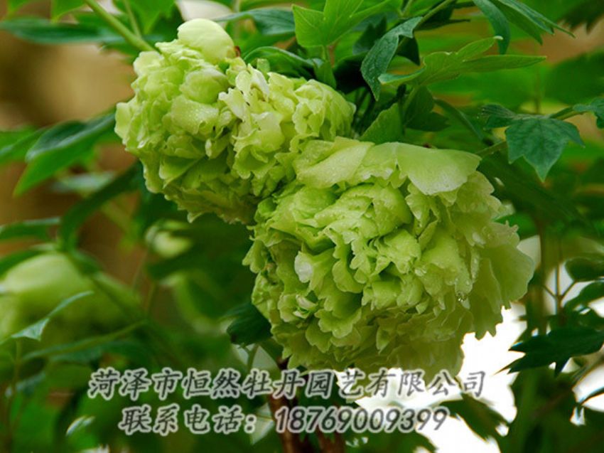 點擊查看詳細(xì)信息<br>標(biāo)題：綠色牡丹 閱讀次數(shù)：1328