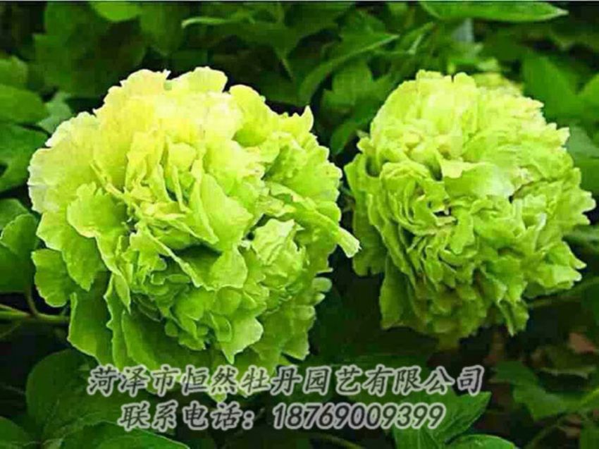 點擊查看詳細(xì)信息<br>標(biāo)題：綠色牡丹 閱讀次數(shù)：1430