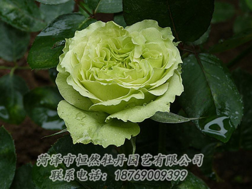 點擊查看詳細(xì)信息<br>標(biāo)題：綠色牡丹 閱讀次數(shù)：1357