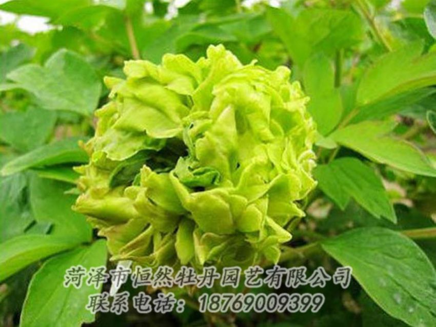 點擊查看詳細(xì)信息<br>標(biāo)題：綠色牡丹 閱讀次數(shù)：1354