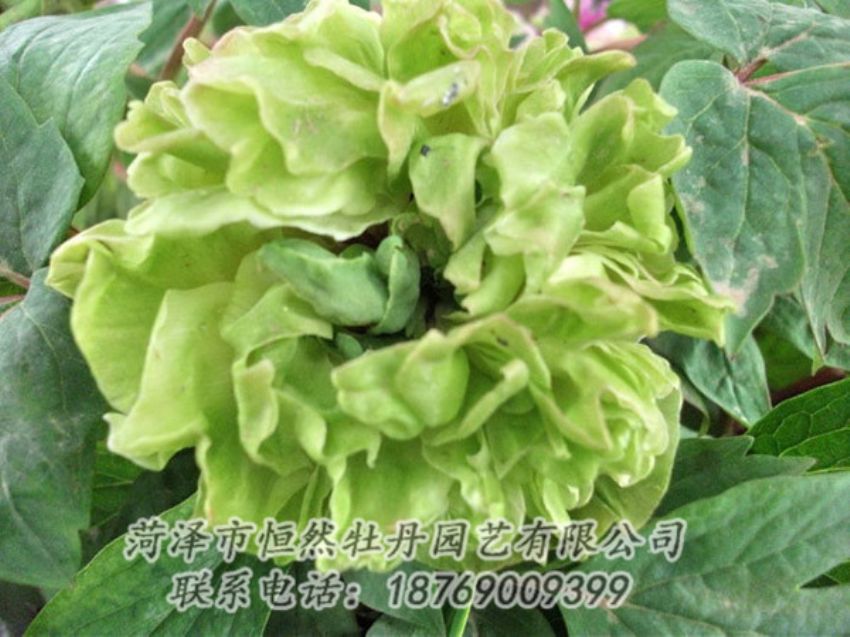點擊查看詳細(xì)信息<br>標(biāo)題：綠色牡丹 閱讀次數(shù)：1451