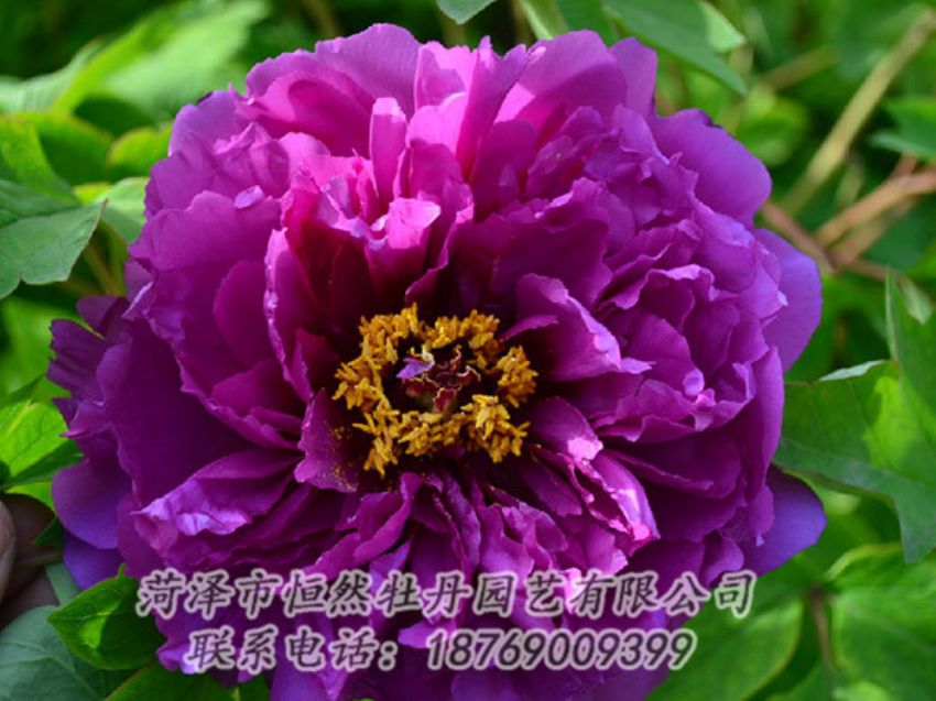點(diǎn)擊查看詳細(xì)信息<br>標(biāo)題：紫色牡丹 閱讀次數(shù)：1527