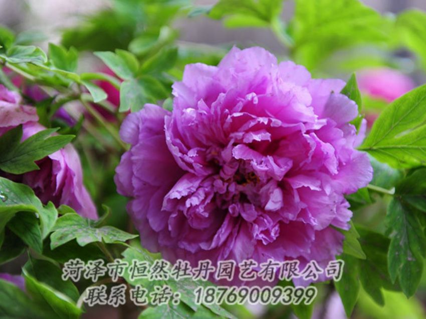 點(diǎn)擊查看詳細(xì)信息<br>標(biāo)題：紫色牡丹 閱讀次數(shù)：1478