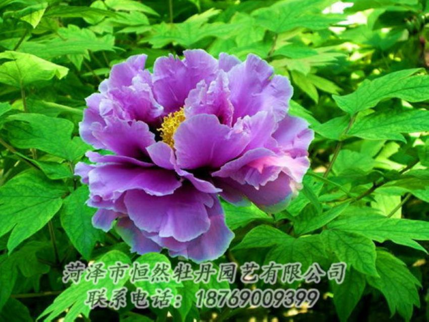 點(diǎn)擊查看詳細(xì)信息<br>標(biāo)題：紫色牡丹 閱讀次數(shù)：1414